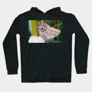 Owl butterfly resting Hoodie